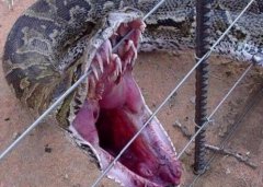 辽宁挖出140岁“蛇精” 全身金鳞片均匀坚硬有蛇冠子