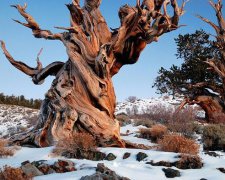 世界十大最古老树木：4800岁地狐尾松问鼎(图)