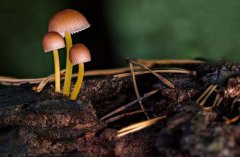 初入职场，遭遇“蘑菇”期怎么办？不防这样做做看