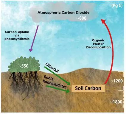  图1 陆地碳循环过程（基于网络图片修改）