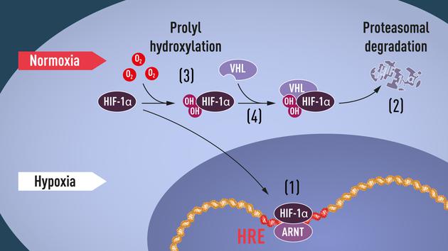 缺氧条件下，HIF与ARNT（芳香烃受体核转位子）的复合体结合到基因组的缺氧调节基因序列（HRE）上，激活了与适应缺氧环境有关的基因表达（1）。在正常氧含量下，HIF-1α被蛋白酶体迅速降解（2）。降解过程中，涉及到氧依赖性的羟基化过程（3）。羟基化使HIF-1α可以被VHL复合体识别（4）。
