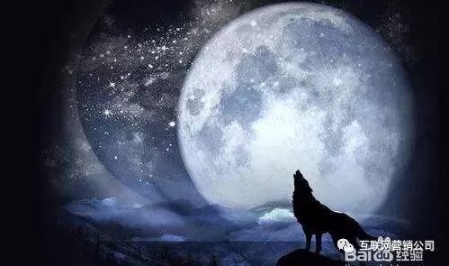 上海网站建设，SEO快速优化排名公司