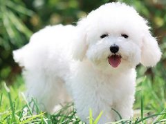 宠物网站运营推广案例