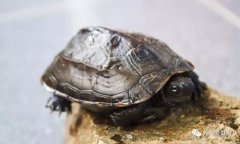 家养草龟知识大全，来看看是怎样的