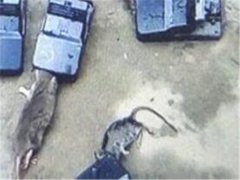 灭鼠公司总结家庭灭鼠最佳方法