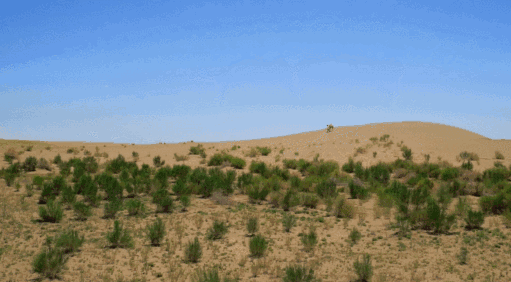 支付宝蚂蚁森林获联合国最高环保荣誉，里面有你的一份功劳