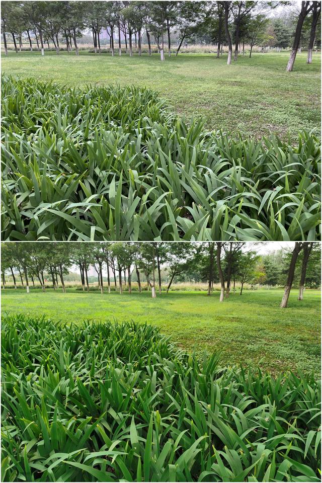 华为Mate30 pro和IPhone11 pro max拍照样张主观评测