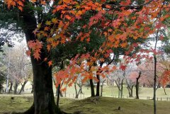 百度网页快照不更新的13个原因与方案