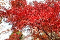 公司网站维护如何做？请参考十个方面