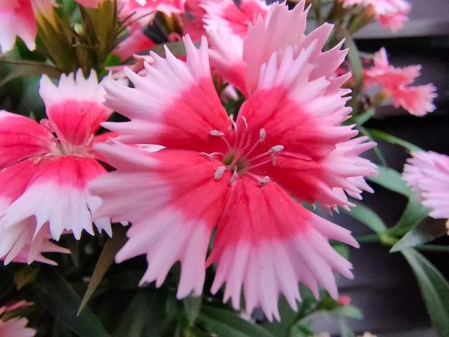 realme X2 Pro，真香