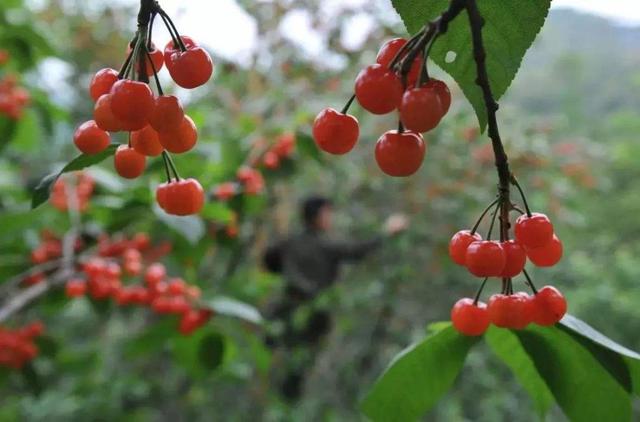 “互联网+农产品”，三大模式能打开销路