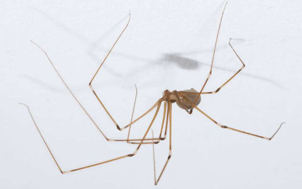 蜘蛛爬行 清理蜘蛛绊脚石