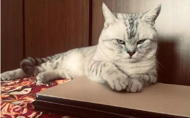 远程上班第一周：不坐在马桶上开会，是远程会议的底线