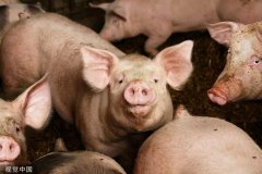 如何科学养猪？