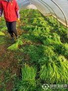 苏宁菜场帮扶菜农，收获好评满满，菜农喜笑颜开