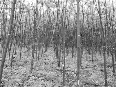 森林控制实验样地内，每棵树都被编码挂牌。黄园园供图