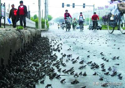 自然灾害来临前的预兆，动物们敏锐的反常行为