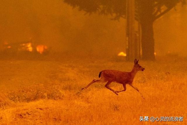 自然灾害来临前的预兆，动物们敏锐的反常行为