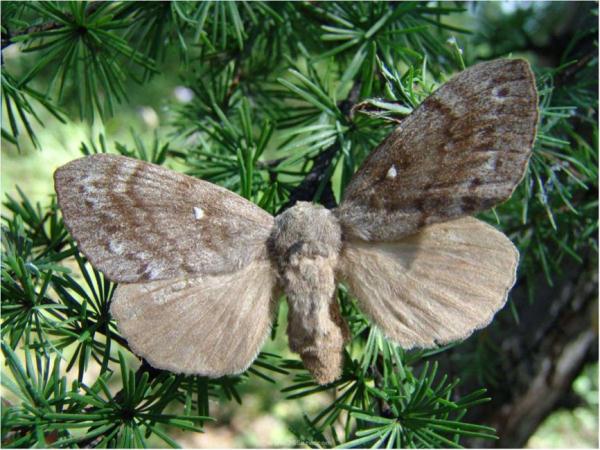 病原真菌与昆虫:有害生物的“正能量” 病原真菌与昆虫:有害生物的“正能量”