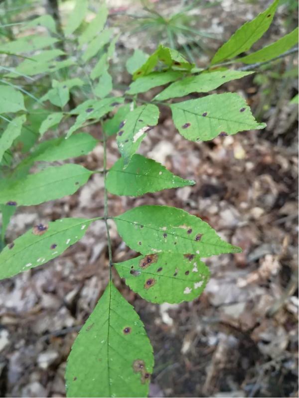 病原真菌与昆虫:有害生物的“正能量” 病原真菌与昆虫:有害生物的“正能量”