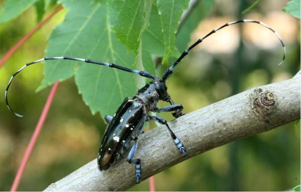 病原真菌与昆虫:有害生物的“正能量” 病原真菌与昆虫:有害生物的“正能量”