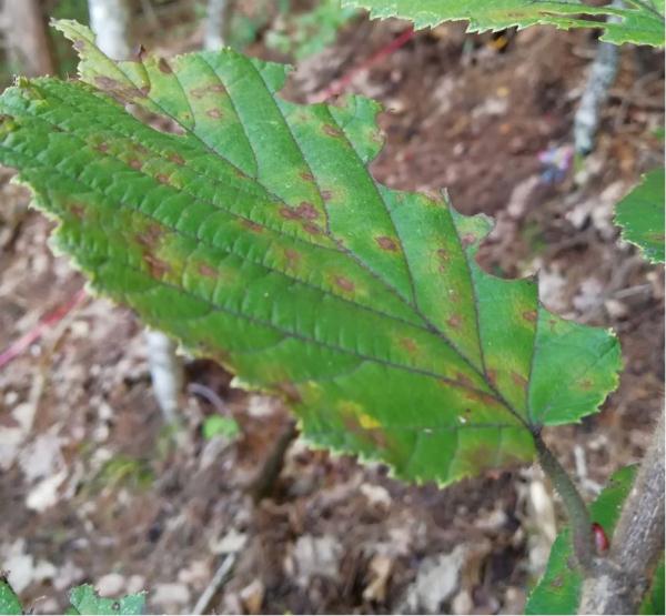 病原真菌与昆虫:有害生物的“正能量” 病原真菌与昆虫:有害生物的“正能量”
