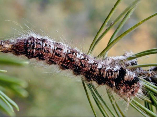 病原真菌与昆虫:有害生物的“正能量” 病原真菌与昆虫:有害生物的“正能量”