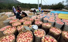 “苹果、草莓”卖不动，这一水果也“卖不动”，什么原因造成的？