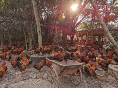 再不吃，鸡肉就老了！阿里巴巴联手院士“解救”清远鸡