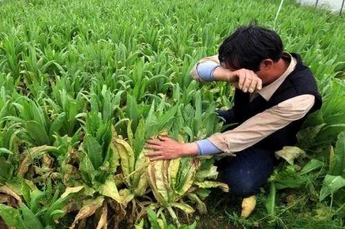 土地不集中、技术落后，互联网如何拯救中国种植业