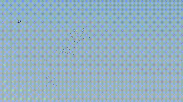 仿生机器人大揭秘，看它们天上飞、地上爬、水中游