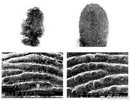 考拉的指纹跟人类的指纹几乎一模一样
