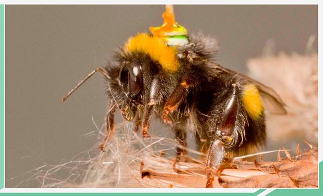破解蜜蜂大脑密码 自动驾驶技术有望迎来飞跃
