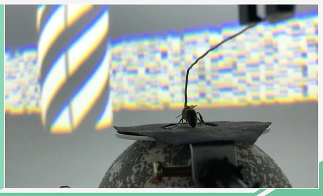 破解蜜蜂大脑密码 自动驾驶技术有望迎来飞跃