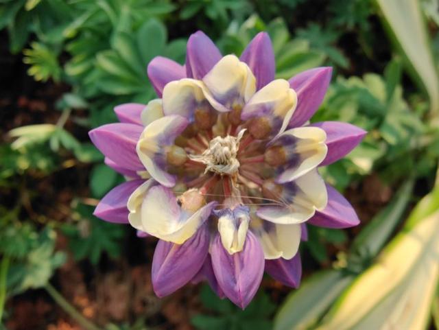 使用OPPO顶级旗舰到底是什么感觉？FindX2 Pro一周体验报告