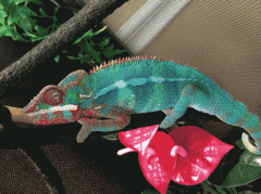 被福特选中的技术！MIT开发可编程墨水，让你的AJ“色随心变”