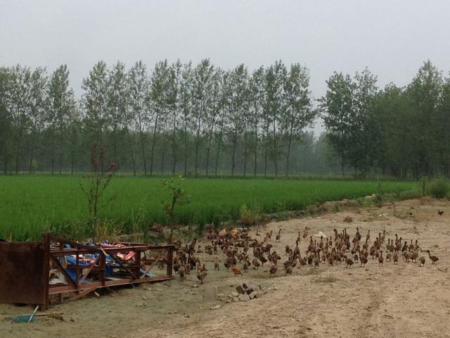 刘强东有哪些不为人知的故事？他的霸道能否成为他成功路上的基石