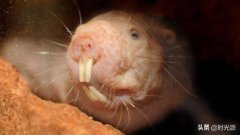 前沿：俄科研团队破解裸鼹鼠长寿之谜，谷歌曾花15亿美元研究未果