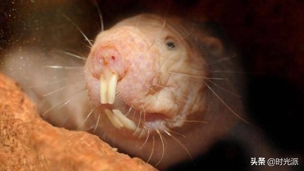 前沿：俄科研团队破解裸鼹鼠长寿之谜，谷歌曾花15亿美元研究未果