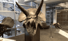 2D变3D，视角随意换，且不用3D建模，谷歌伯克利神还原高清立体感