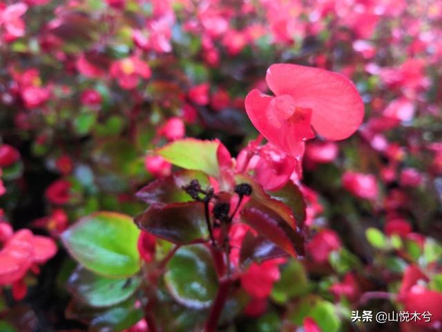 华为手机的专业模式不会玩就太浪费了！1分钟带你搞懂