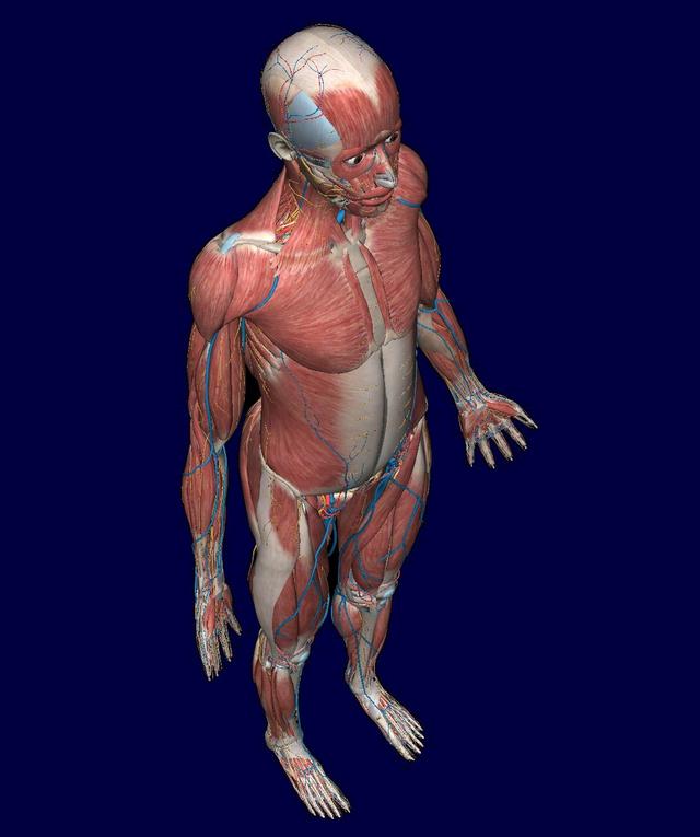 仿生机器人的六大系统