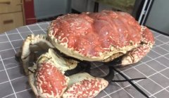 男子上拼多多买“皇帝蟹”，20斤花1500元，掰开后：钱白花了！