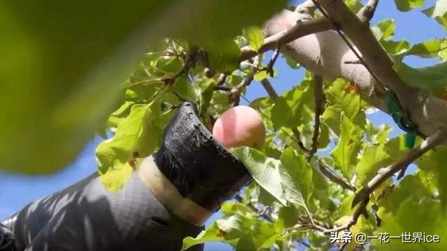 AI农业：百亿市场规模，但投入成本很高、人才缺乏