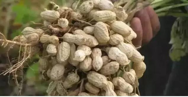 兄弟，我为什么不支持你做农业电商？