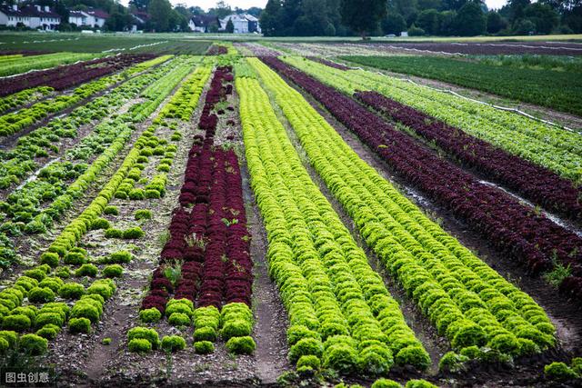 广西出台科技强农8大工程实施方案 力争3年内农业科技进步贡献率超52%