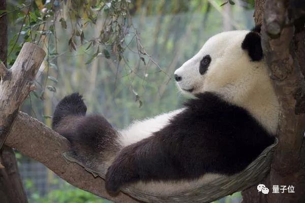 AI养熊猫，先从刷脸开始