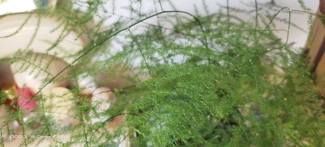 iQOO 3 体验：一专多能哪能样样精通