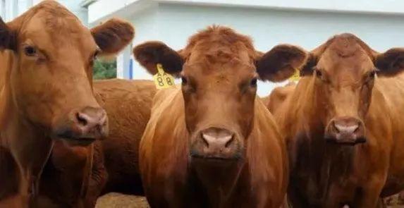 马云养猪、刘强东养鸡，中国90%的人将开始线上云养殖