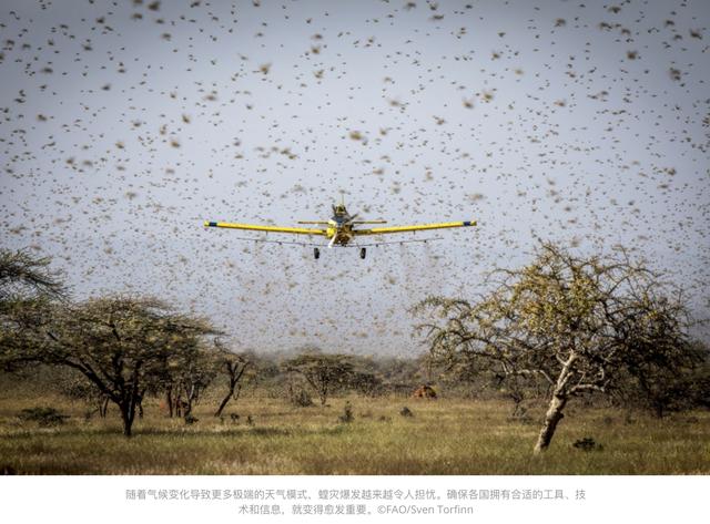 东非蝗虫之战，无人机和大数据来啦！